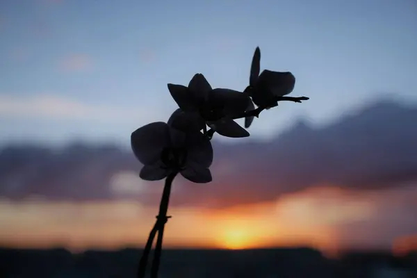 Ηλιοβασίλεμα και λουλούδι — Φωτογραφία Αρχείου