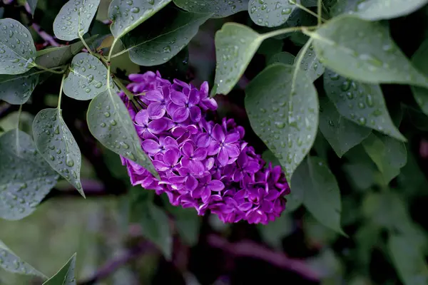 비 후 봄 라일락 — 스톡 사진