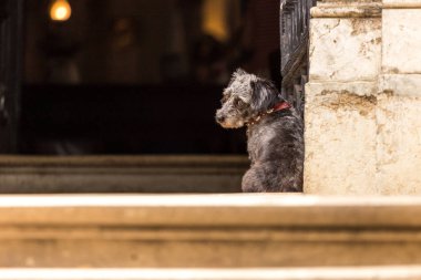 Üzgün bir köpek sahibi bekliyor.