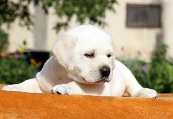 A kis labrador kölyök a narancssárga háttérrel — Stock Fotó