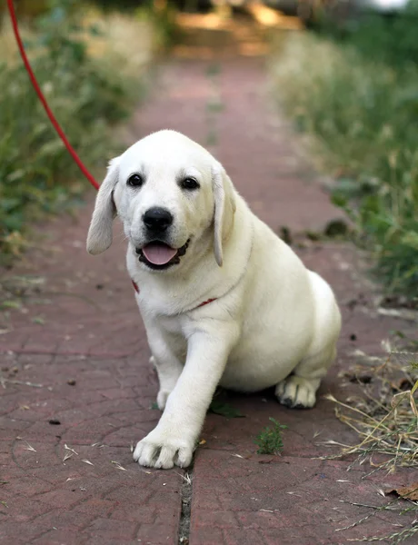 Un petit chiot labrador mignon dans le jardin — Photo