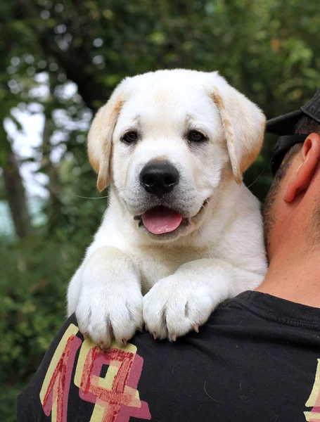 Labrador yavrusu bir omuz — Stok fotoğraf