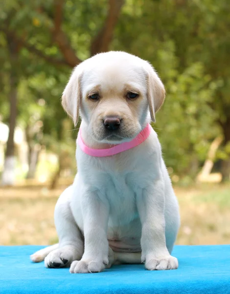 Un petit chiot labrador sur fond bleu — Photo