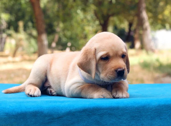 Kleiner Labrador-Welpe auf blauem Hintergrund — Stockfoto