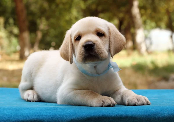 Il piccolo cucciolo labrador carino sullo sfondo blu — Foto Stock
