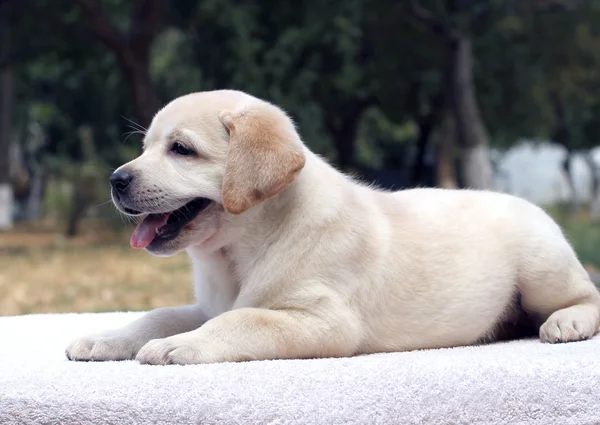 Beyaz arka plan üzerinde labrador yavrusu — Stok fotoğraf