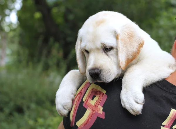 Pequeno filhote de cachorro labrador em um ombro — Fotografia de Stock
