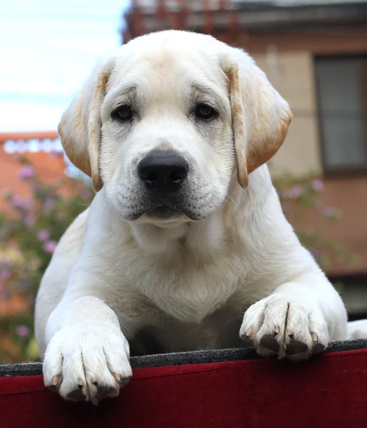 Un cachorrito labrador sobre fondo rojo — Foto de Stock