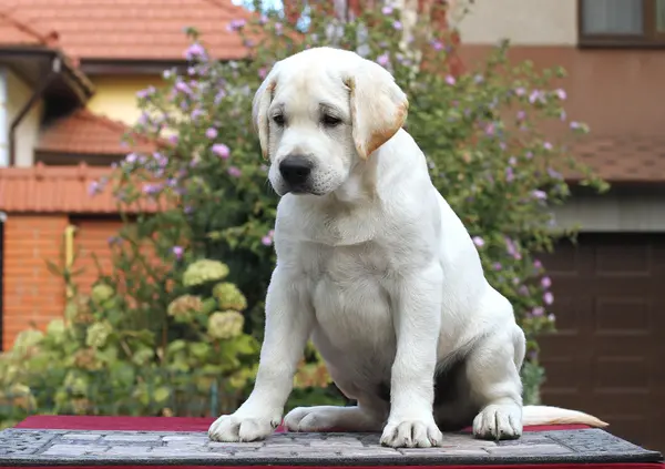 Labrador yavrusu gri bir arka plan üzerinde — Stok fotoğraf