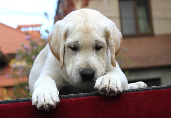 Kırmızı bir arka plan üzerinde köpek labrador yavrusu — Stok fotoğraf