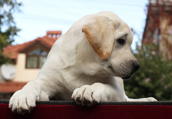 De kleine labrador pup op een rode achtergrond — Stockfoto