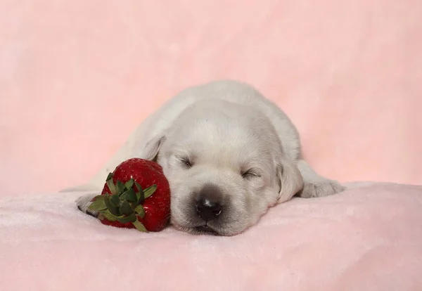 イチゴと赤の背景にかわいいラブラドール子犬 — ストック写真
