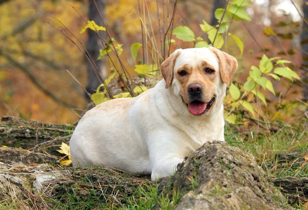 A yellow labrador in the park in autumn — Stock Photo, Image