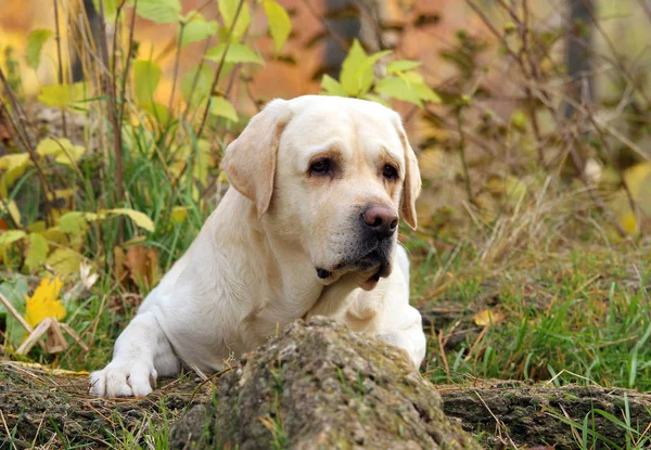 The yellow labrador in the park in autumn — Stock Photo, Image