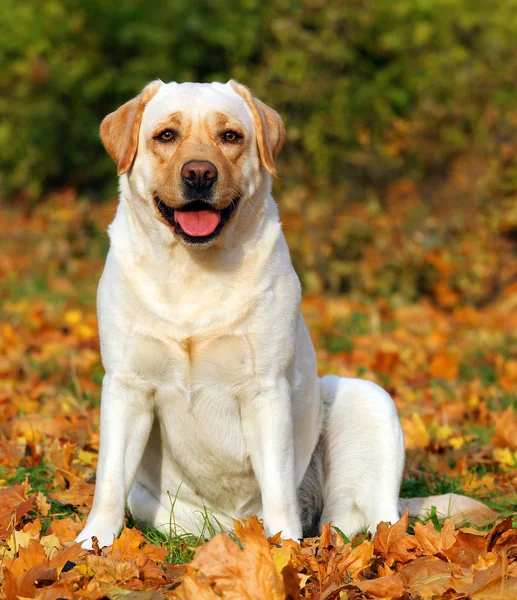 Ένα χαριτωμένο κίτρινο labrador retriever στο πάρκο το φθινόπωρο — Φωτογραφία Αρχείου