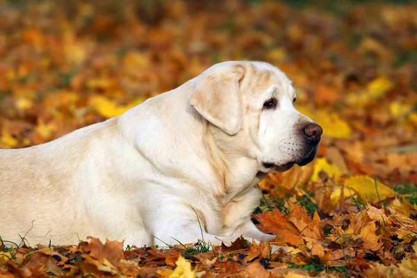 Een schattige gele labrador in het park in het najaar Stockfoto