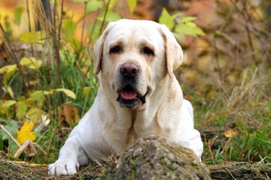 parkta sonbaharda sarı labrador