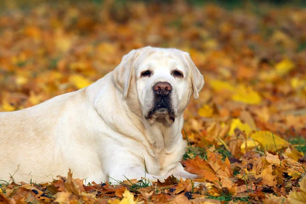 O bonito labrador amarelo no parque no outono — Fotografia de Stock