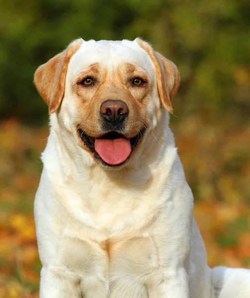 Söt gul labrador i parken i höst — Stockfoto