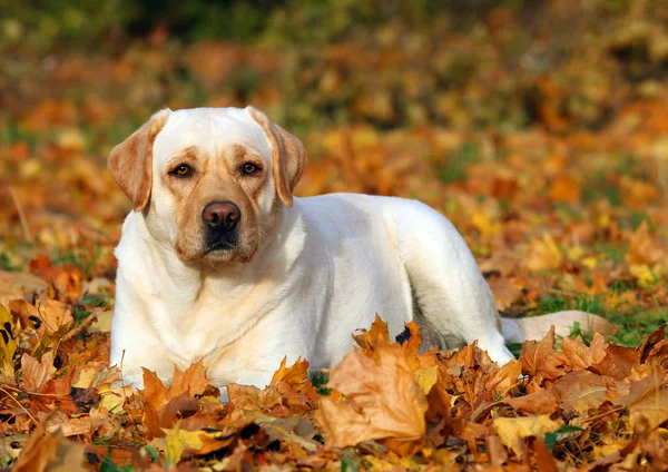 Schattige gele labrador retriever in het park in het najaar — Stockfoto