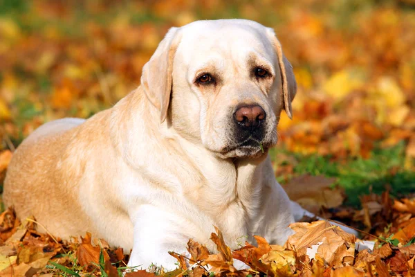 O bonito amarelo labrador retriever no parque no outono — Fotografia de Stock