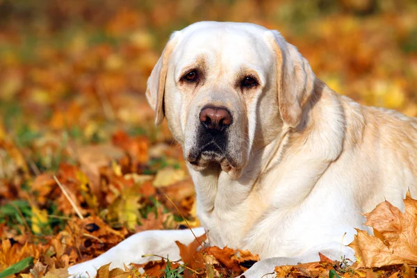 Um bonito amarelo labrador retriever no parque no outono — Fotografia de Stock