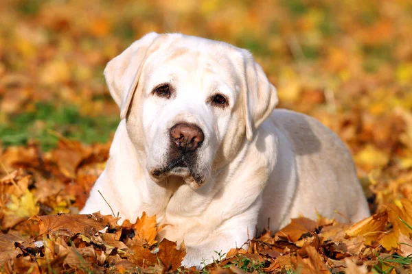 De mooie schattige gele labrador retriever in het park in autu Rechtenvrije Stockafbeeldingen