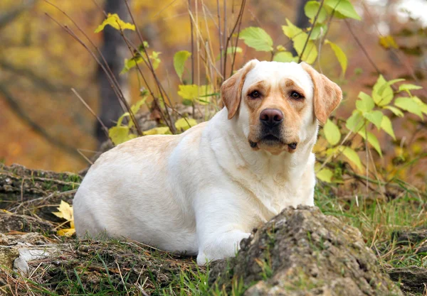 Yellow labrador in the park in autumn — Stock Photo, Image