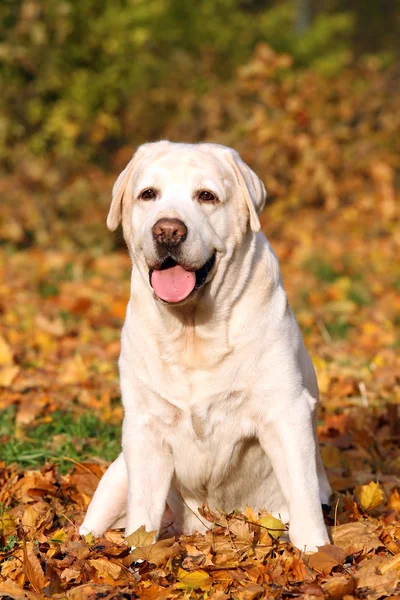 En söt gul labrador i parken i höst — Stockfoto