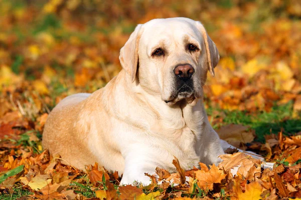 De gele labrador in het park in het najaar — Stockfoto