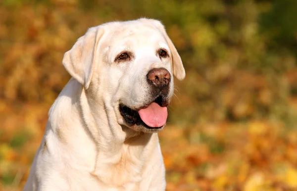 Ładny żółty labrador w parku jesienią — Zdjęcie stockowe