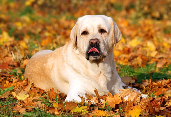 Der niedliche gelbe Labrador im Herbst im Park lizenzfreie Stockfotos