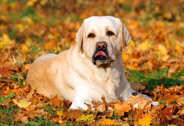 De schattige gele labrador in het park in het najaar Rechtenvrije Stockfoto's