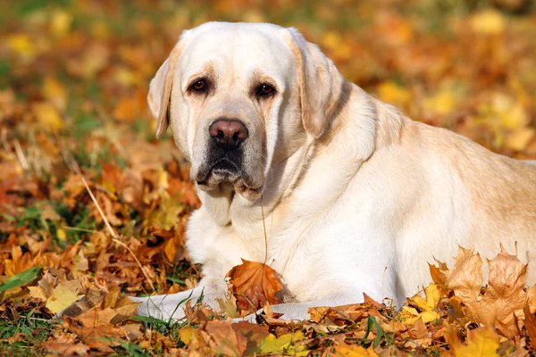 Ein gelber Labrador im Herbst im Park lizenzfreie Stockbilder