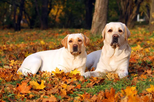 가 공원에서 두 개의 노란색 labradors 가까이 — 스톡 사진