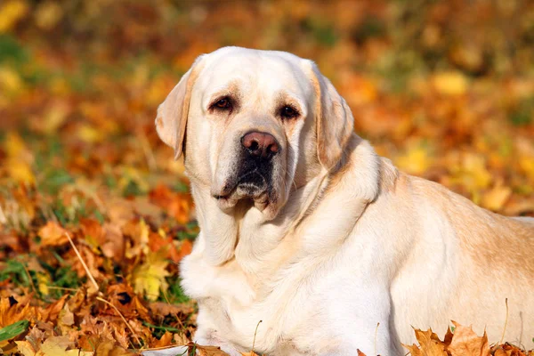 A yellow labrador in the park in autumn — Stock Photo, Image