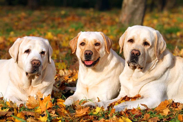 Três labradores amarelos bonitos no parque no outono perto — Fotografia de Stock