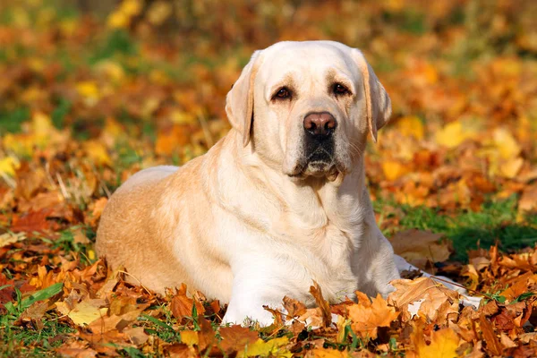 De gele labrador in het park in het najaar Stockfoto