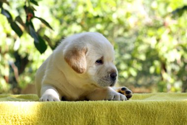 labrador yavru sarı bir arka plan üzerinde