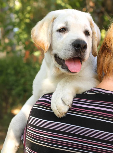 Little cute labrador puppy on a shoulder portrait — Stock Photo, Image