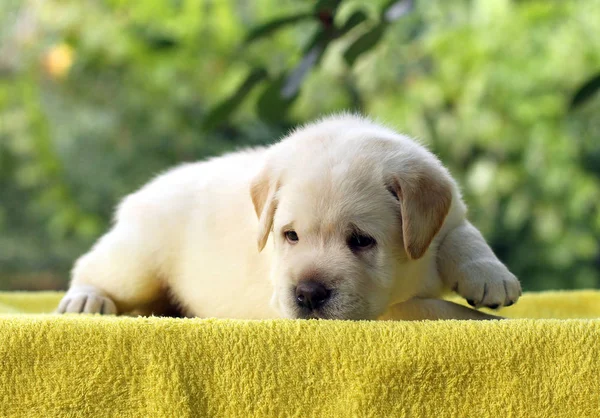 Little labrador puppy on a yellow background — Stock Photo, Image
