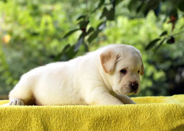 Mały szczeniak labrador na żółtym tle — Zdjęcie stockowe