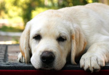 kırmızı bir arka plan üzerinde köpek labrador yavrusu
