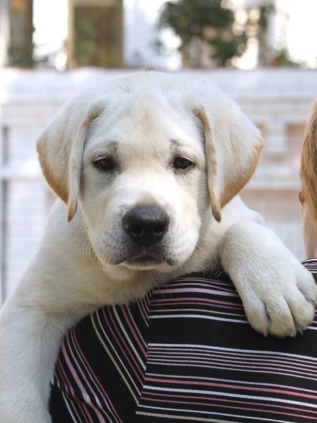 Um pequeno filhote de cachorro labrador bonito em um ombro — Fotografia de Stock
