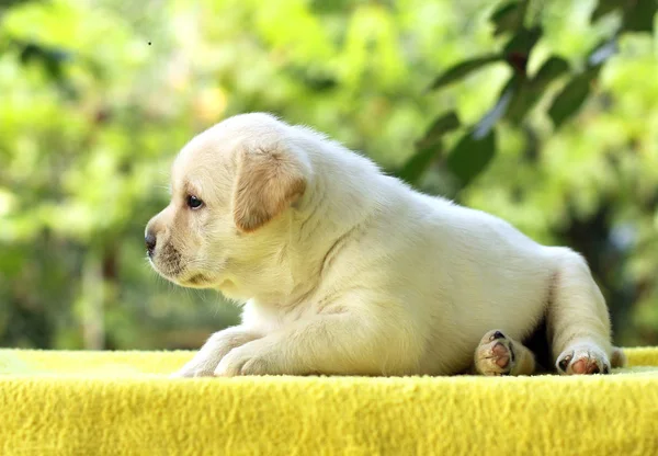 O filhote de cachorro pequeno labrador em um fundo amarelo — Fotografia de Stock