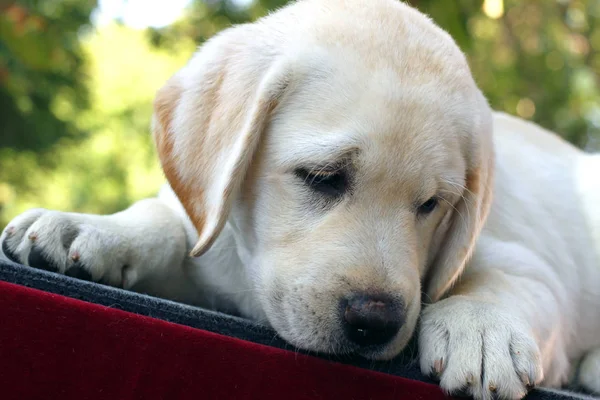 Labrador yavrusu kırmızı bir arka plan üzerinde — Stok fotoğraf