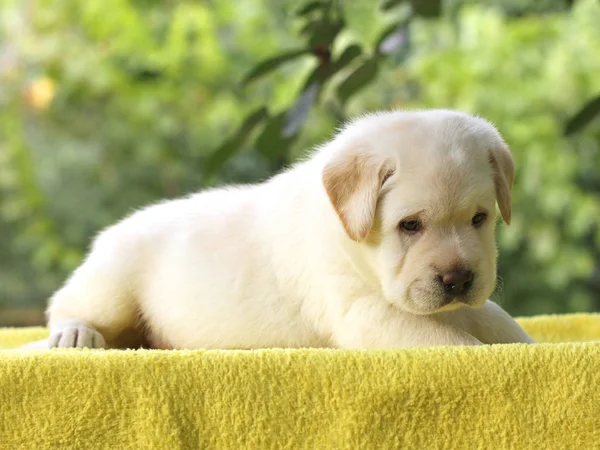O filhote de cachorro pequeno labrador em um fundo amarelo — Fotografia de Stock