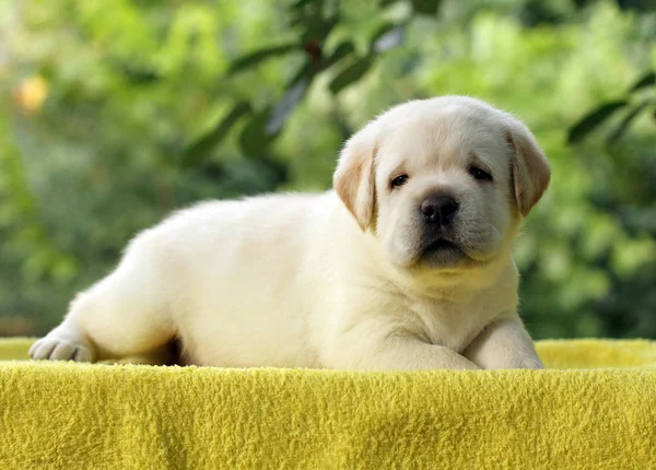 Sarı bir arka plan üzerinde köpek labrador yavrusu — Stok fotoğraf