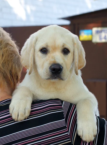 Şirin labrador yavrusu bir omuz — Stok fotoğraf