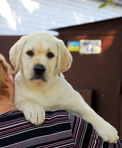 Malé štěně labrador na rameni — Stock fotografie